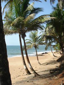 Liberia Palmen Strand